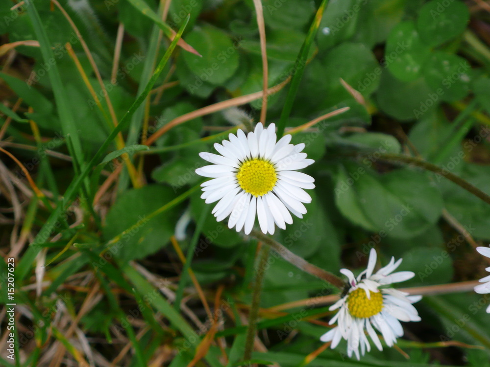 Obraz premium jardin