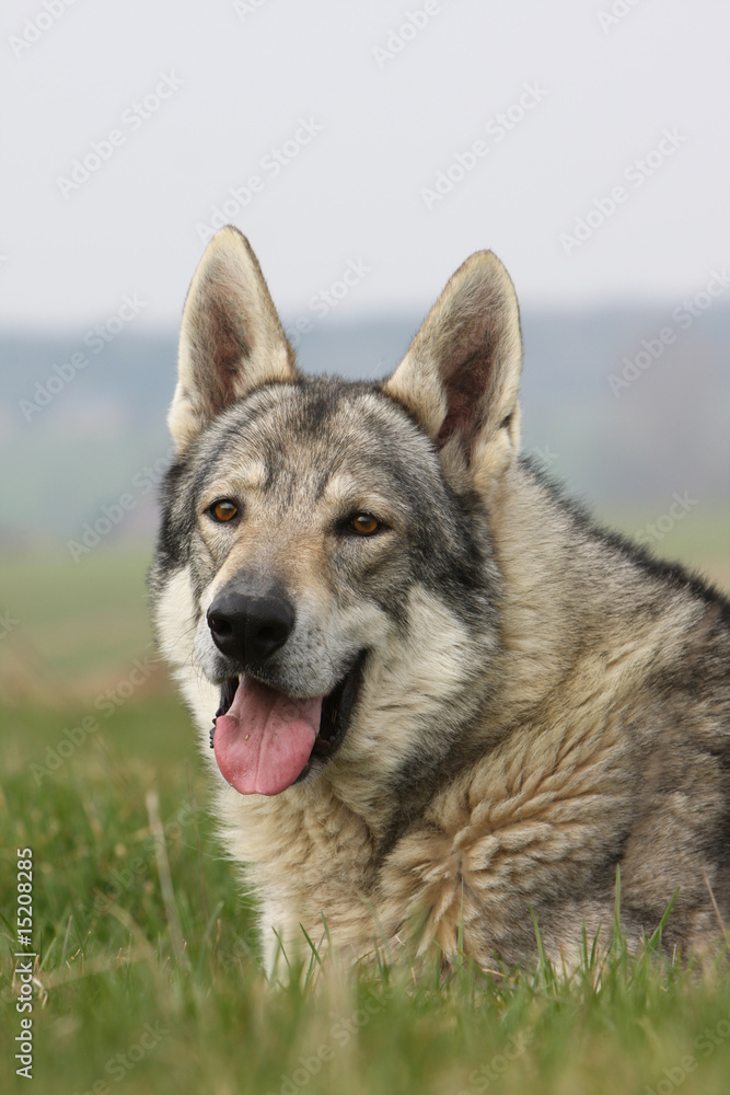 portrait d'un chien loup tchèque de face couché dans l'herbe portrait d'un chien loup tchèque de face couché dans l'herbe
