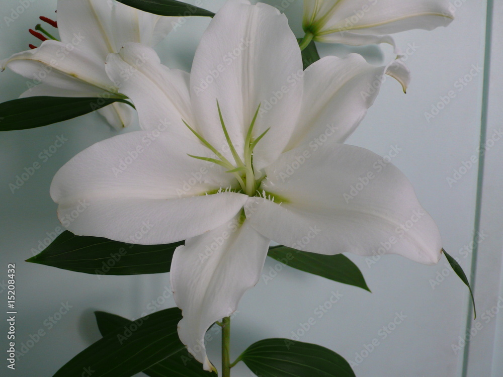 Obraz premium fleurs