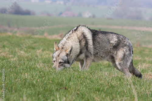 chien loup tch  que flairant une piste dans l herbe- instinct