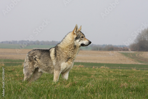 le chien loup tch  que se tient fi  rement debout dans l herbe