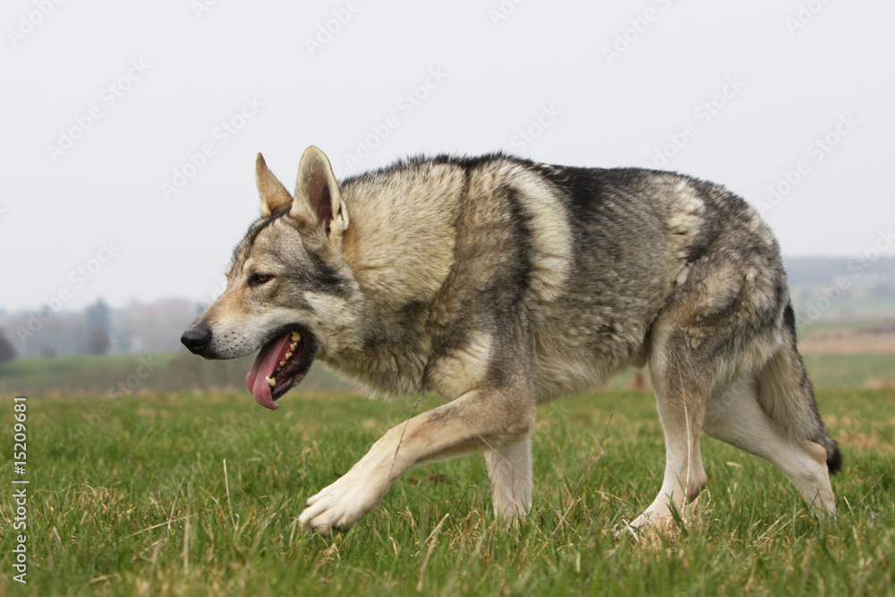 chien loup tchèque marchant de profil dans l'herbe -loup