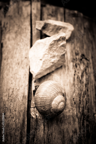 Schnecke - Stein