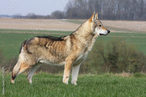 chien loup tchèque debout de profil regardant au loin