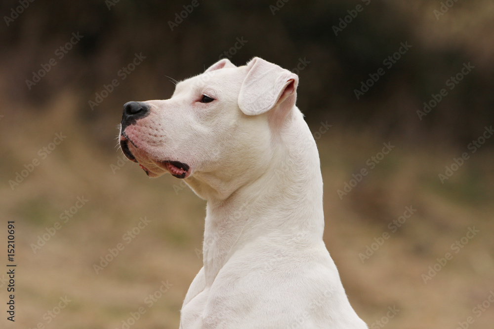 portrait d'un dogue argentin de profil - élégance beauté