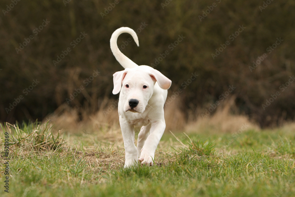 jeune chiot dogue argentin marchant dans l'herbe de face