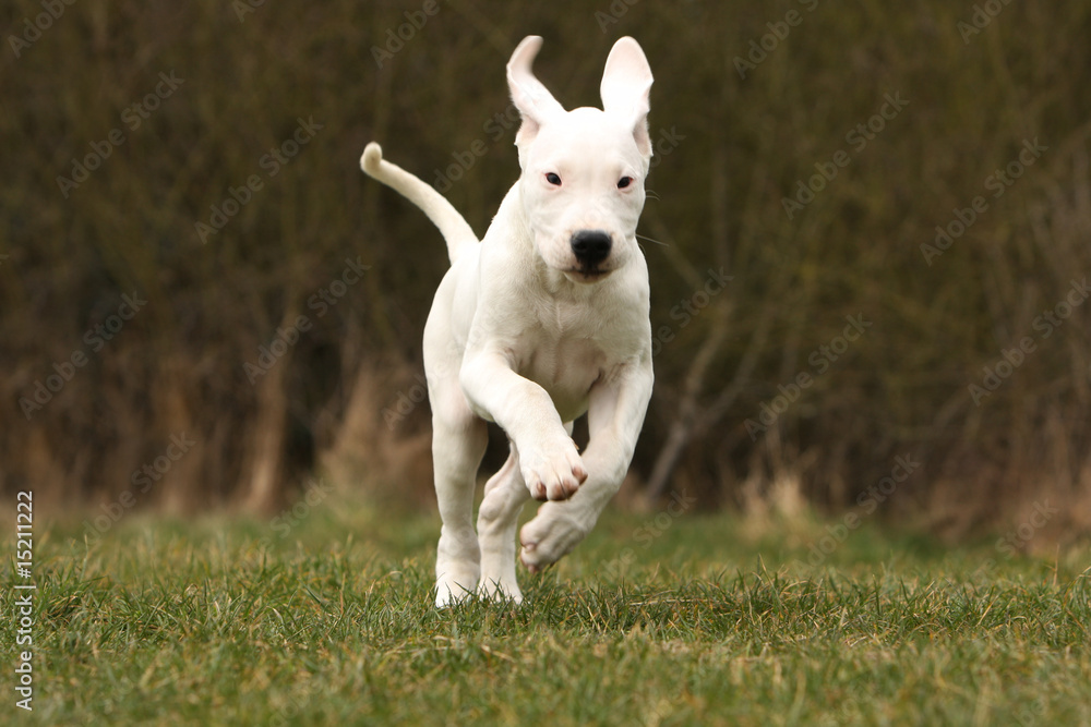 le jeune chiot dogue argentin galope les oreilles au vent