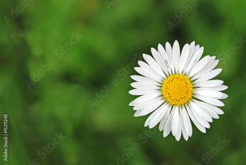 Grass with white daisy