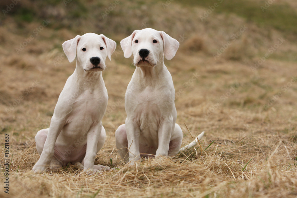 deux chiots dogue argentin assis côte à côte dans l'herbe sèche