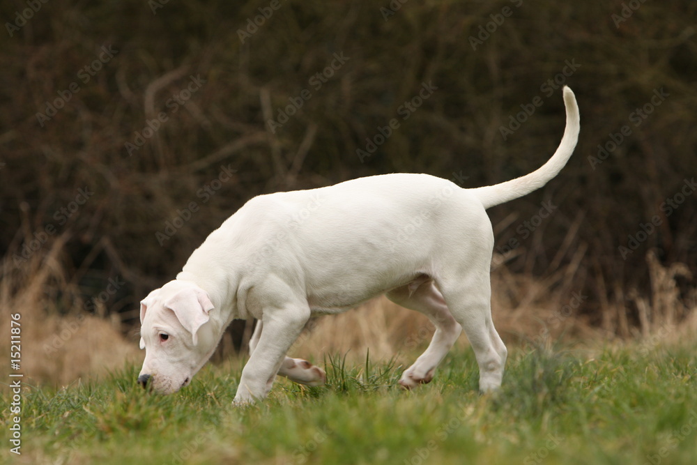 jeune dogue argentin reniflant dans l'herbe de profil/ flair jeune dogue argentin reniflant dans l'herbe de profil/ flair