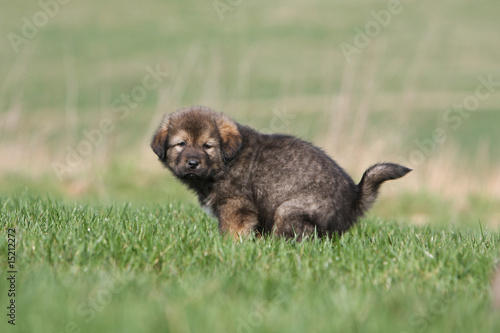 Obraz na płótnie chiot dogue du tibet faisant ses besoins dans l'herbe-caca w salonie