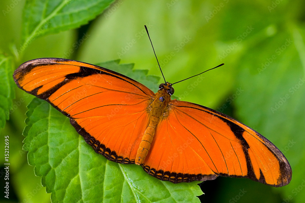 Butterfly sitting on a flower in spring