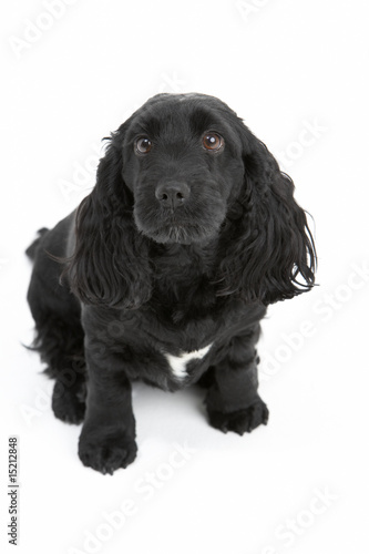Fototapeta Naklejka Na Ścianę i Meble -  Black Spaniel Puppy In Studio