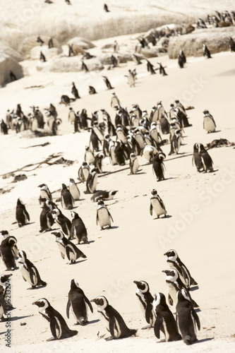 South Africa,Penguin,Colony