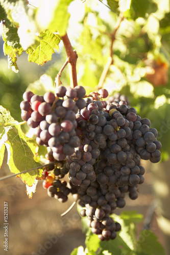 Grapes,Growing,South Africa,Vineyard