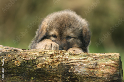 chiot dogue du tibet se cachant derrière un morceau de bois photo