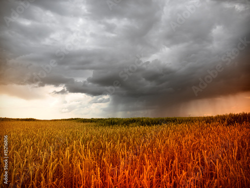 storm in wheat field