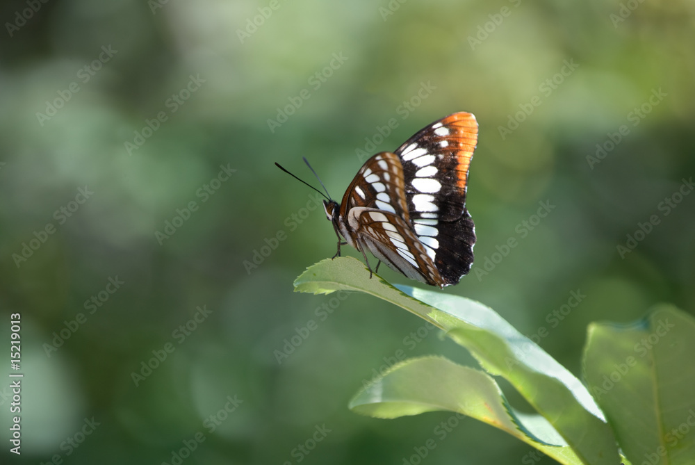 Fototapeta premium Lorquin's Admiral Butterfly - Limenitis lorquini