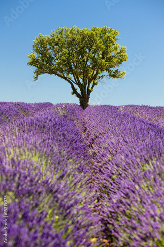 lavender field with a tree  Provence  France