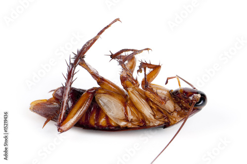cockroach photo