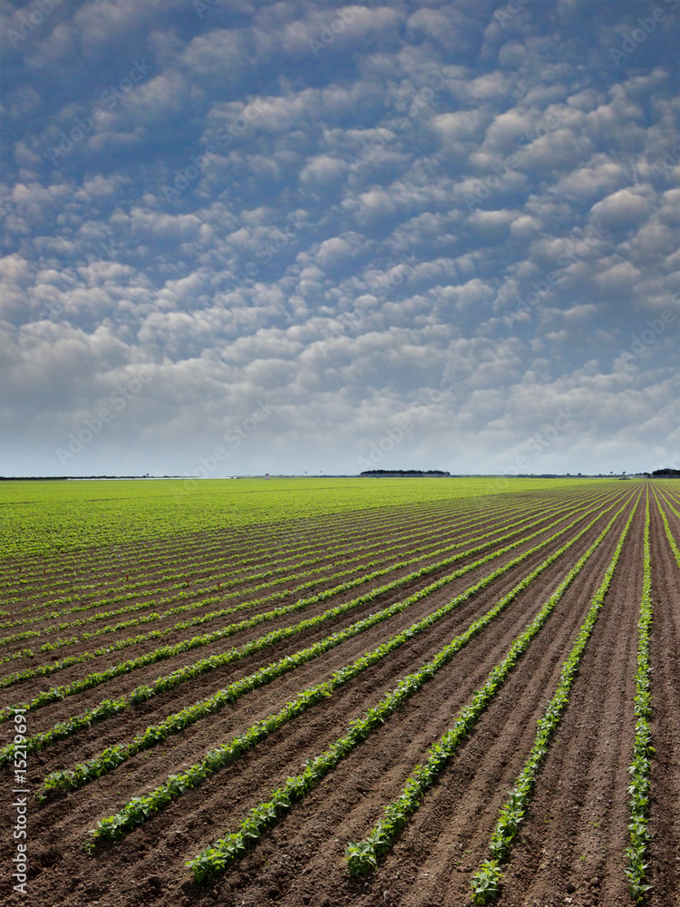 A month old red bean field A month old red bean field