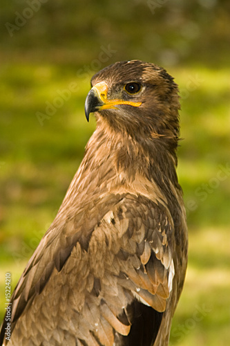 Greifvogel © rolafoto