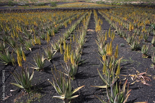 Fotografia Culture d'Aloe vera (Barbadensis miller)