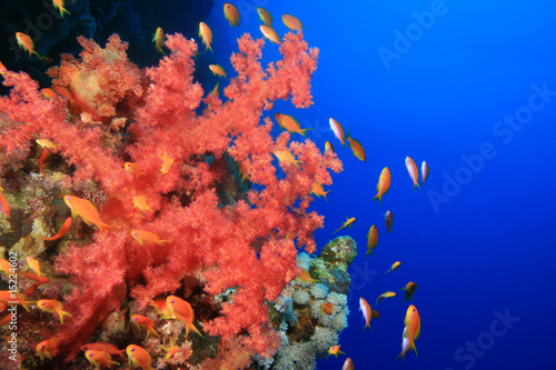 Fototapeta Naklejka Na Ścianę i Meble -  Red Soft Coral and Lyretail Anthias
