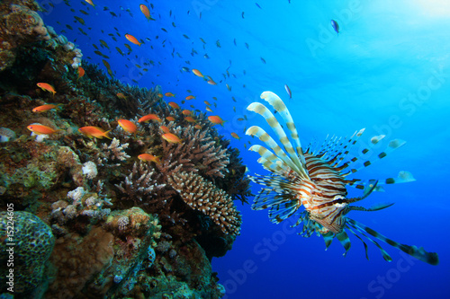 Lionfish and coral reef