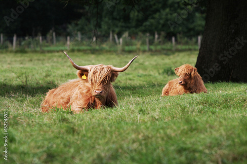 Cattle from Scotland