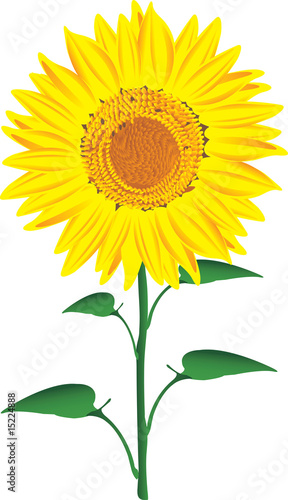 Fototapeta Naklejka Na Ścianę i Meble -  Sunflower