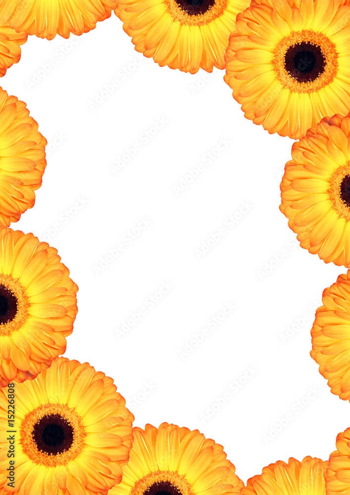 Obraz premium Daisy Flower Border