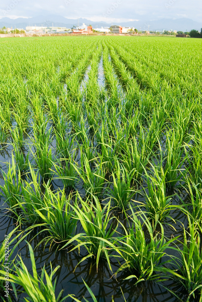 Green field, paddy rice farm in asia