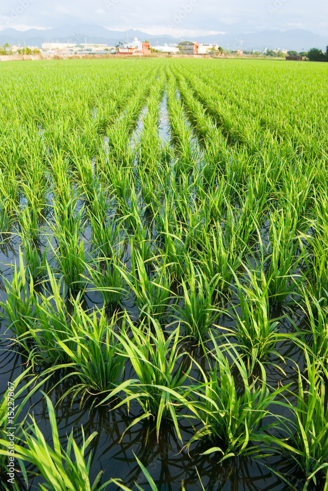 Green field, paddy rice farm in asia Green field, paddy rice farm in asia
