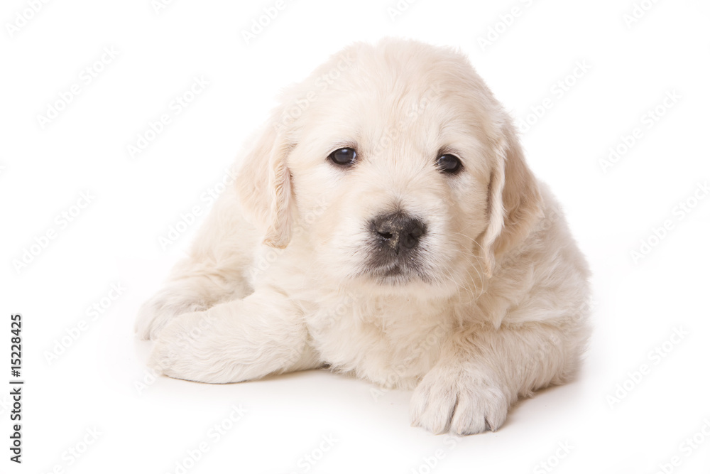 Golden retriever puppy on white background Golden retriever puppy on white background