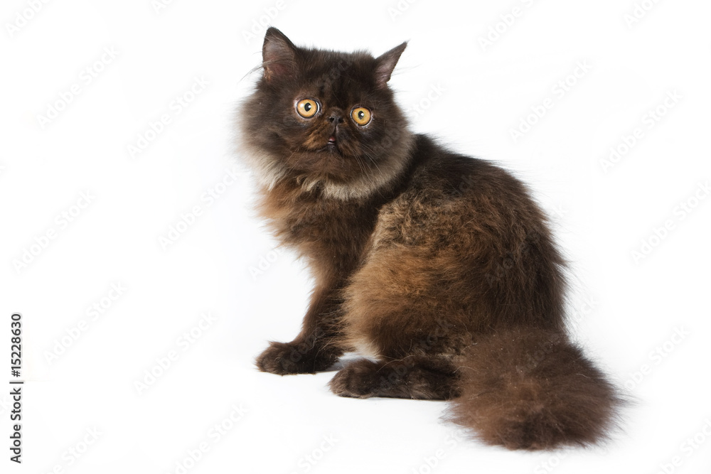 Fototapeta premium Persian kitten on white background