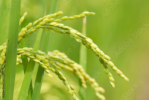 paddy rice harvest