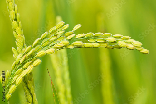 Fotografie paddy rice harvest