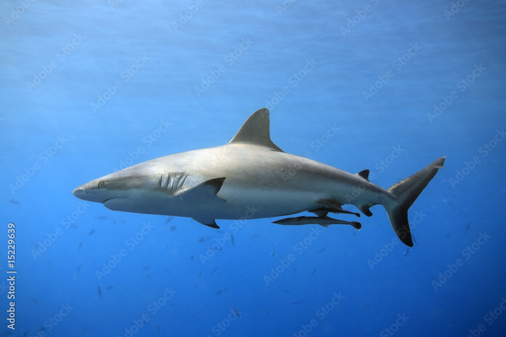 Grey Reef Shark Grey Reef Shark