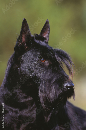 portrait d'un scottish terrier noir de trois quart dehors photo