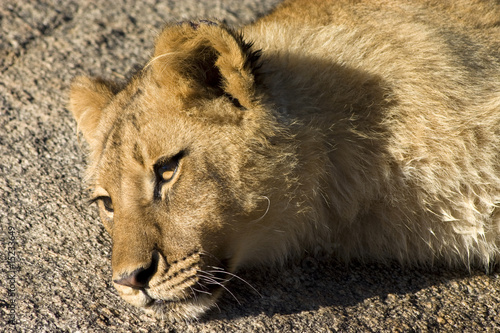 Resting lion