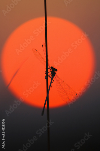 Kleinlibelle vor Abendsonne photo