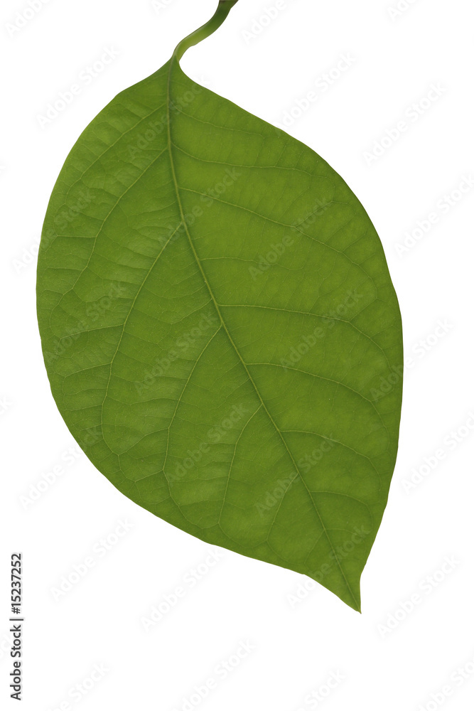 Obraz premium avocado leaf isolated on white