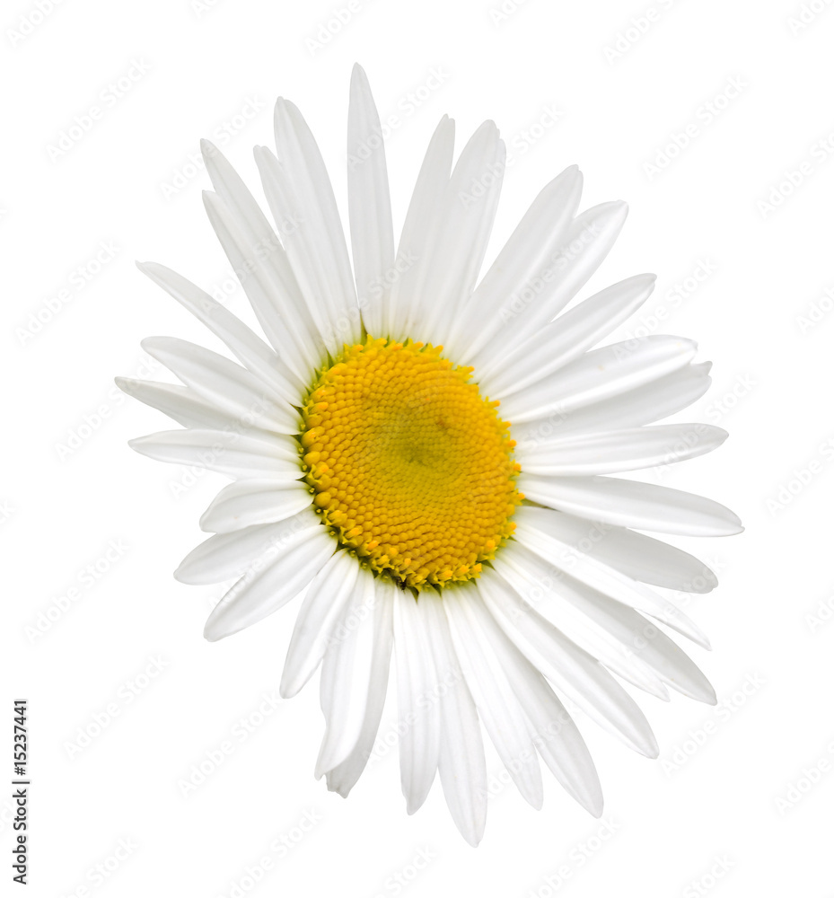 white camomile isolated with clipping path