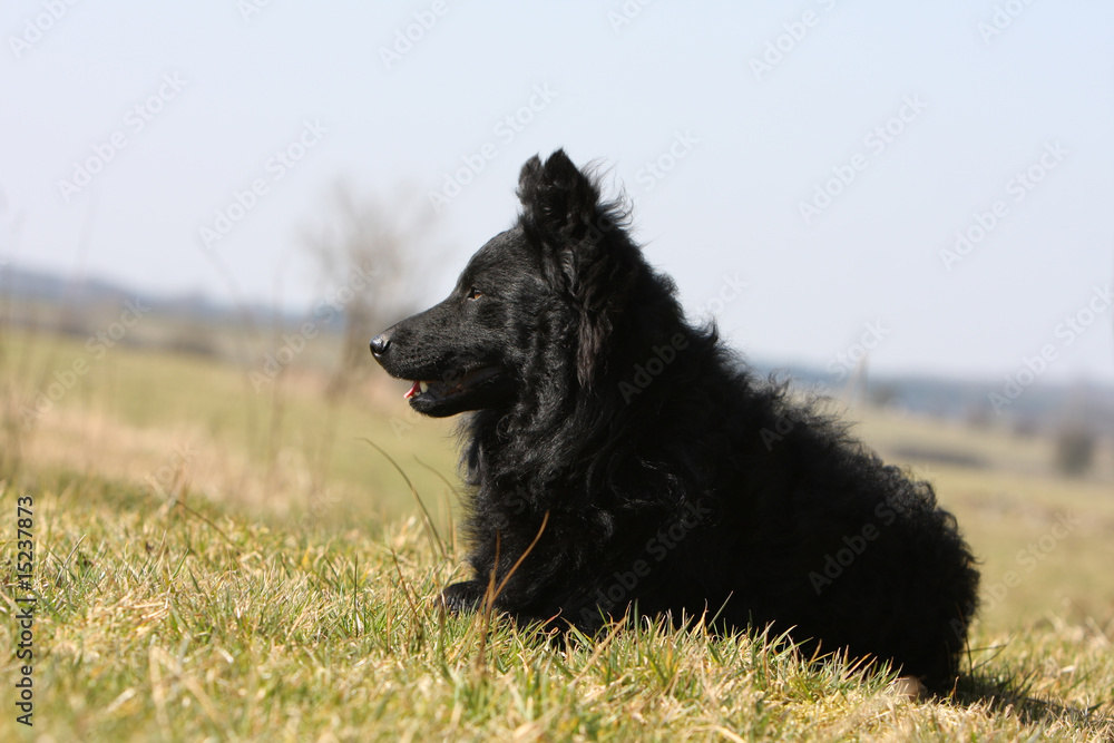 profil d'un mudi noir couché dans l'herbe regardant au loin profil d'un mudi noir couché dans l'herbe regardant au loin