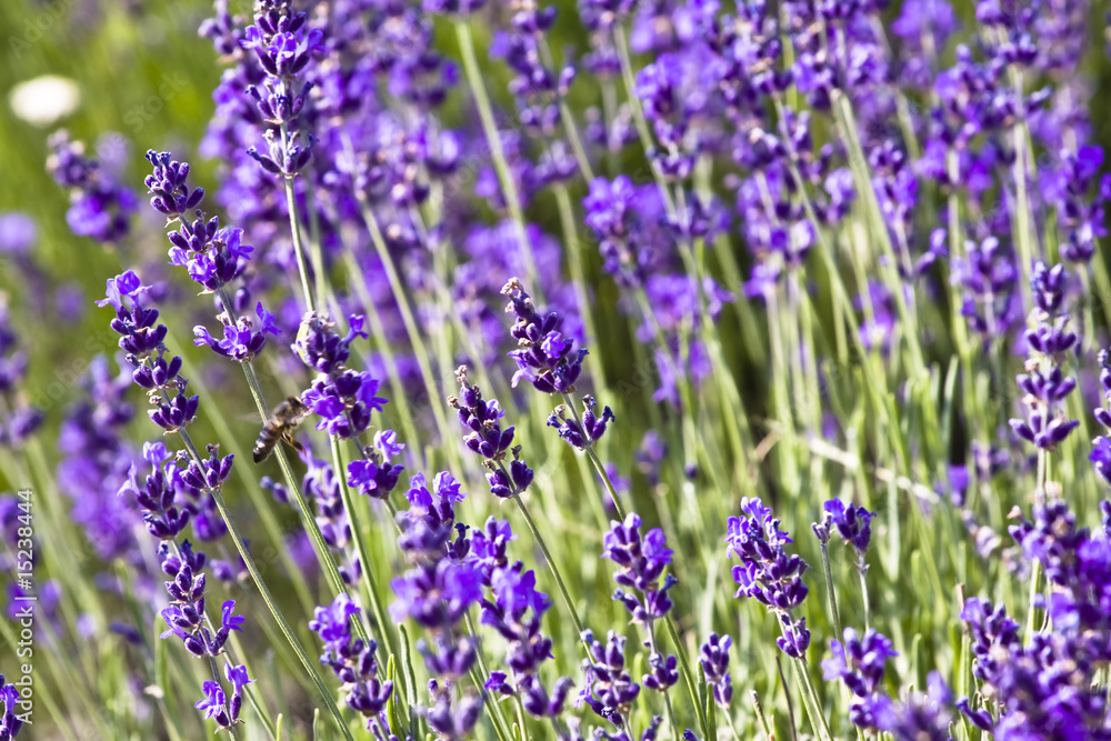 Obraz premium lavender