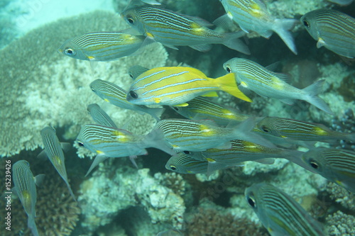 Fische - Malediven - Fishes - Maldives
