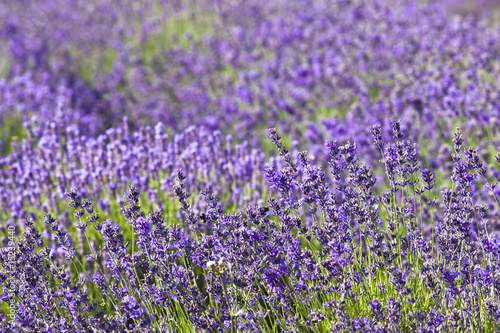 lavender field