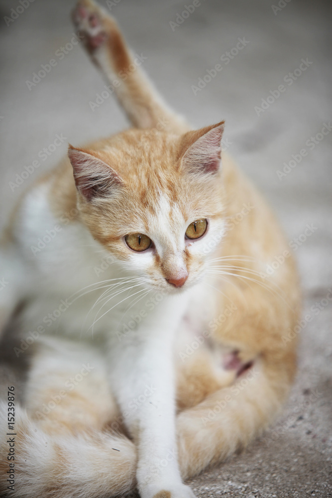 Katze - Cat Katze - Cat