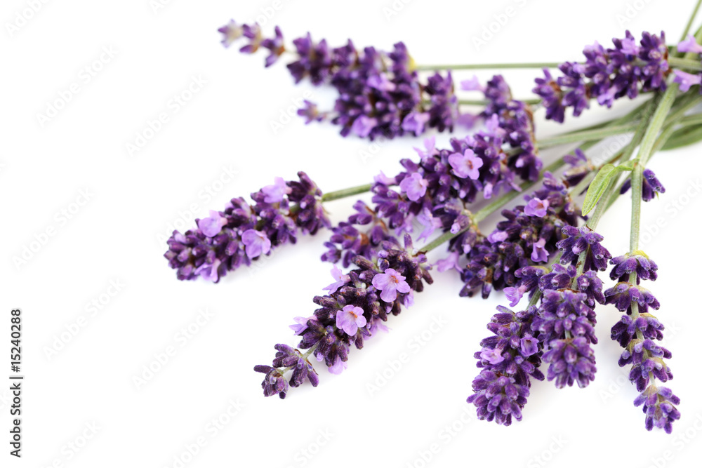 Fototapeta premium lavender flowers